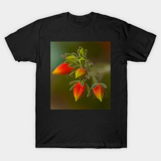 Echeveria Emerging T-Shirt